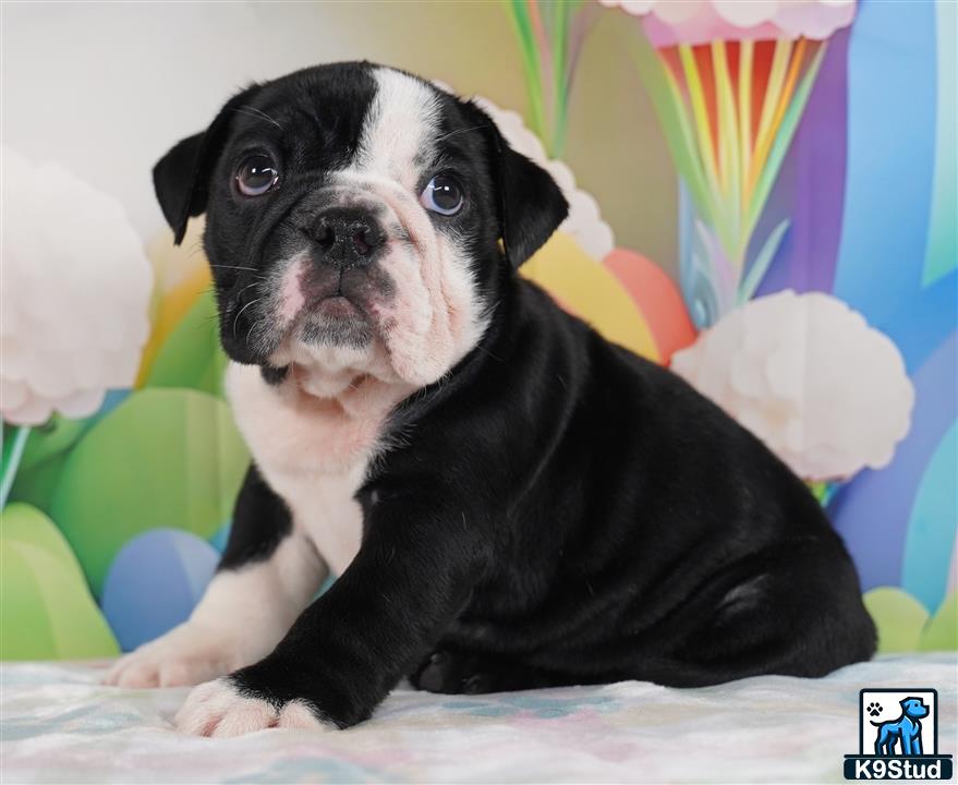 a english bulldog dog sitting on a bed