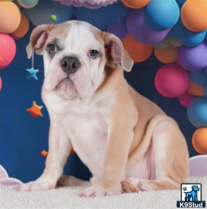 a english bulldog dog with a bunch of balloons around it