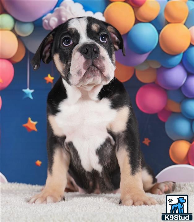 a english bulldog dog with a party hat