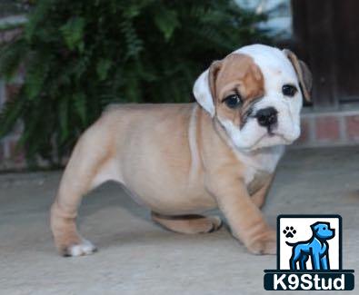 English Bulldog