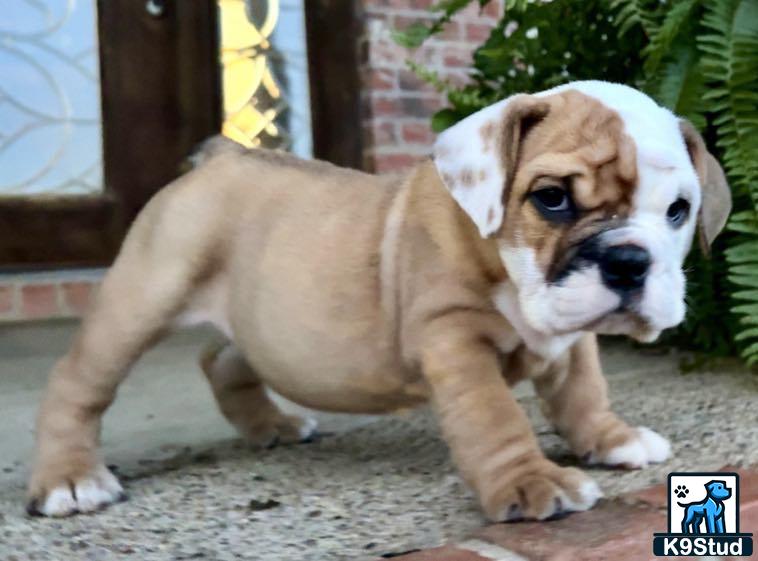 a english bulldog dog wearing a scarf