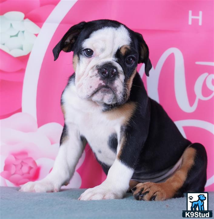 a english bulldog dog sitting on a bed