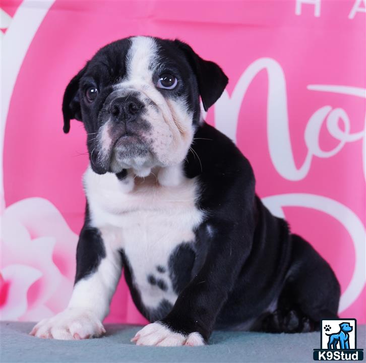 a english bulldog dog sitting on a couch