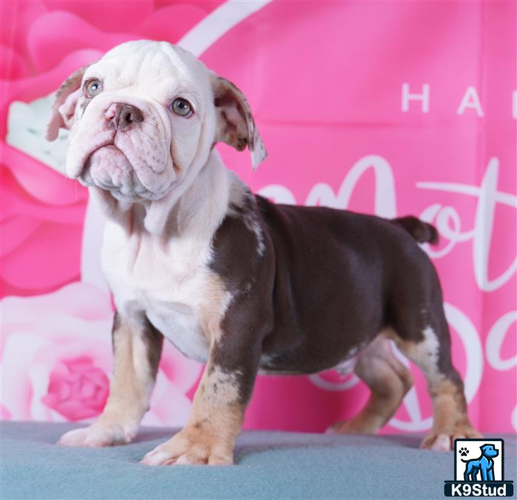 a english bulldog dog sitting on a couch