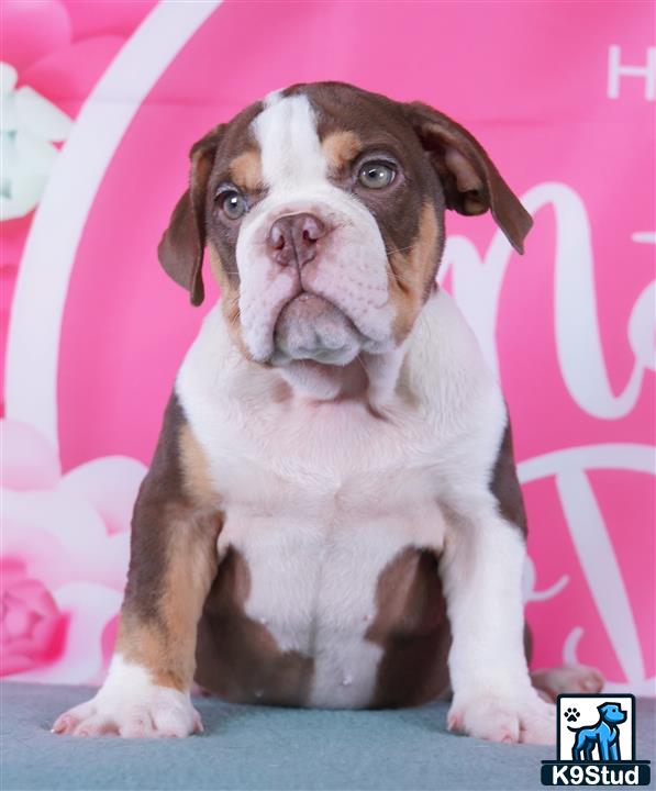 a english bulldog dog sitting on a couch