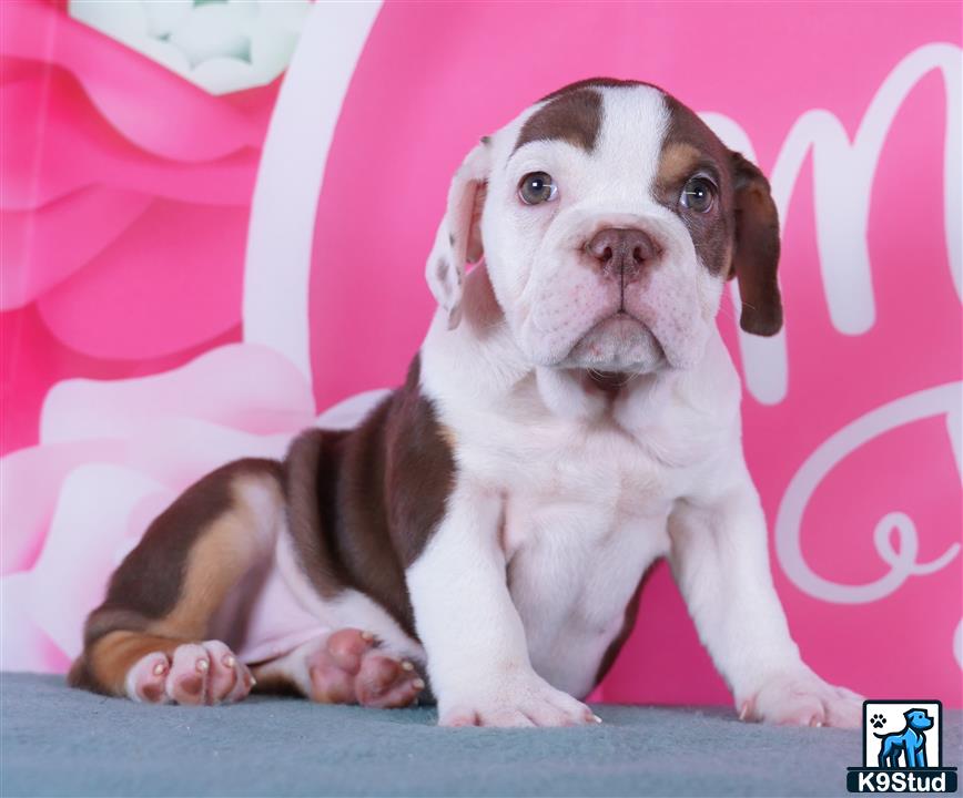 a english bulldog dog sitting on a couch