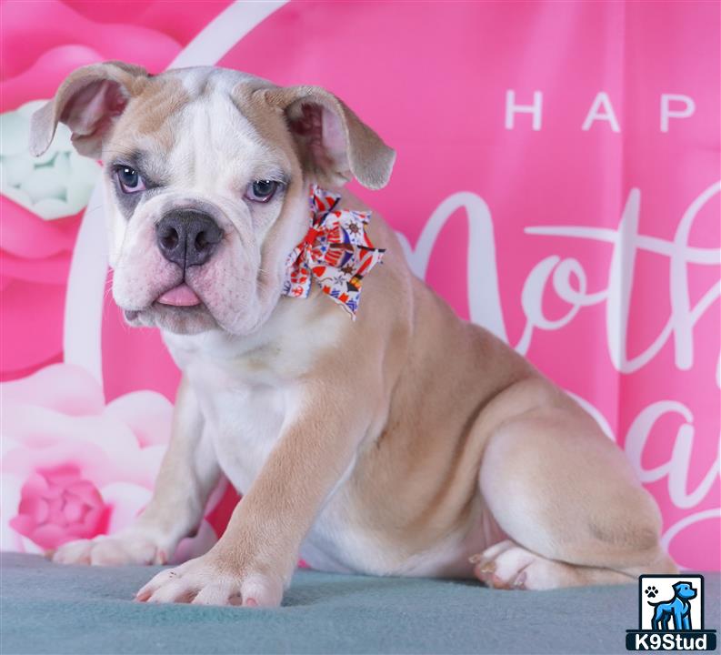 a english bulldog dog sitting on a bed