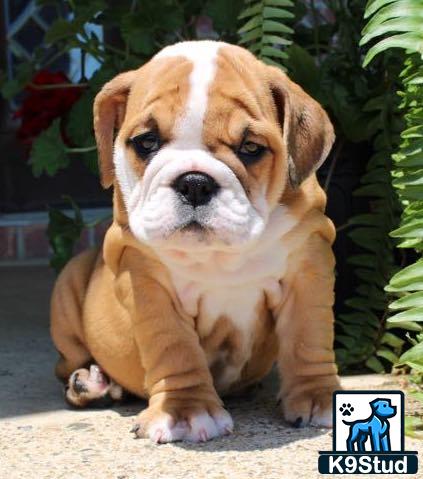 a english bulldog puppy sitting on the ground