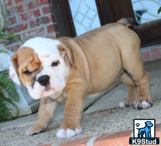 a english bulldog dog standing on a brick surface