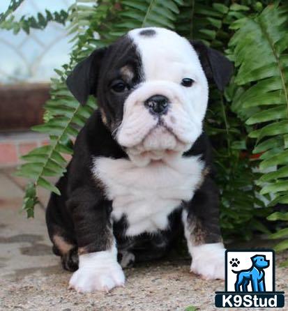 a english bulldog dog sitting in front of a plant