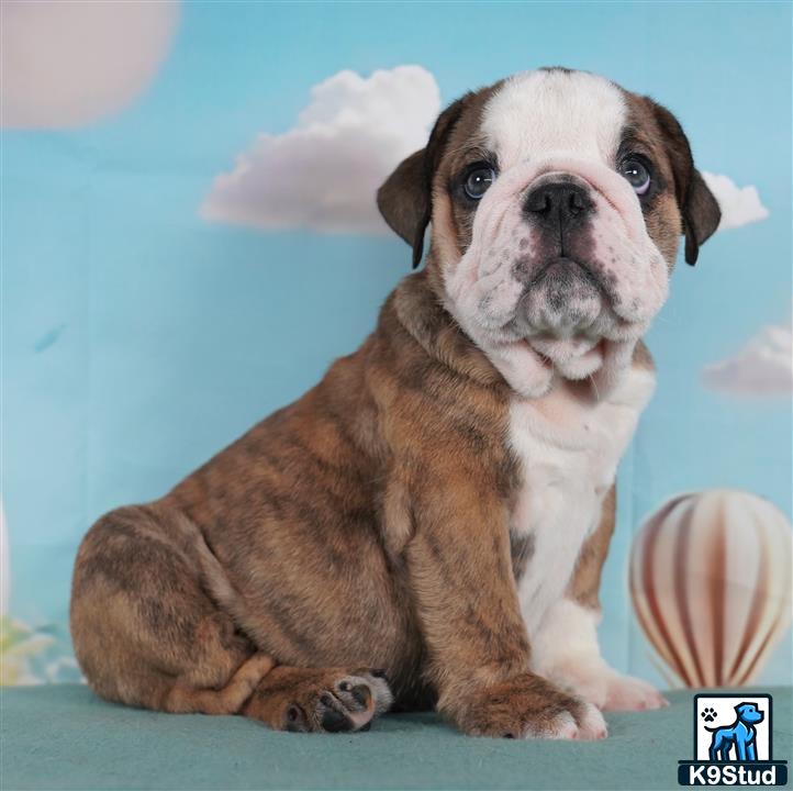 a english bulldog dog wearing a hat