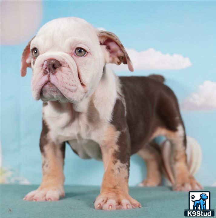 a english bulldog dog standing on a blue surface