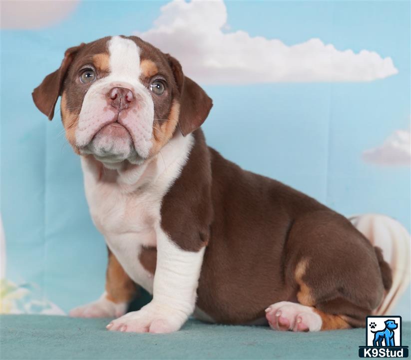 a english bulldog dog sitting on a bed
