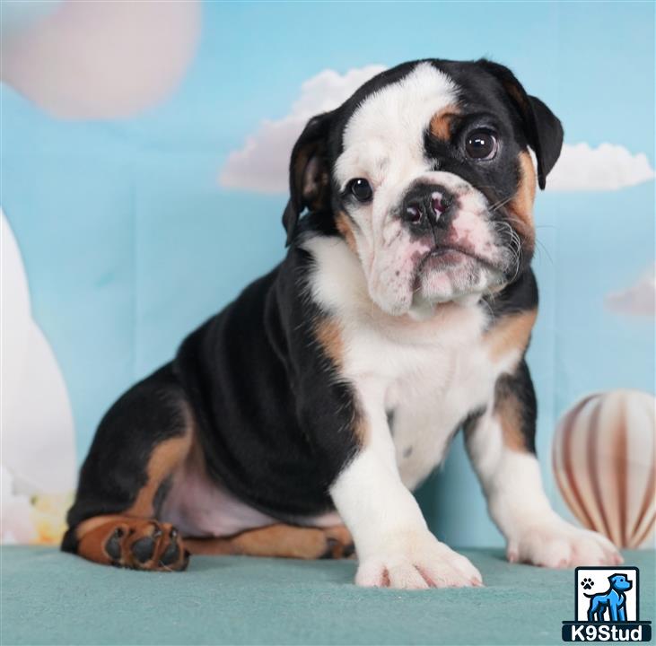 a english bulldog dog sitting on a bed