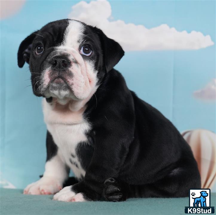 a english bulldog dog with a cartoon face