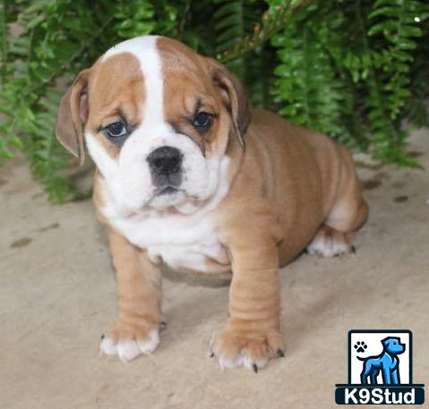 a english bulldog dog standing on a sidewalk