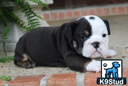 a english bulldog dog lying on a brick surface