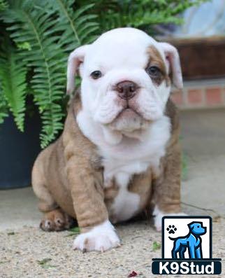 a english bulldog dog sitting on the ground