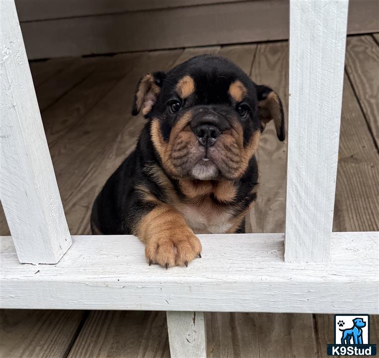 a english bulldog dog sitting on a wooden bench