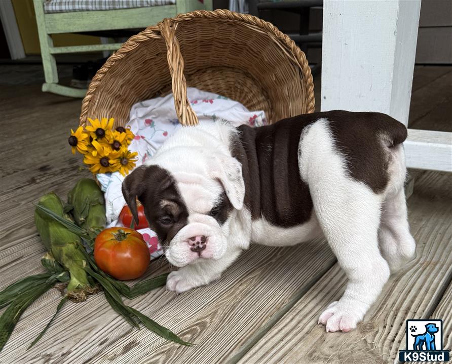 a couple of english bulldog dogs in a basket