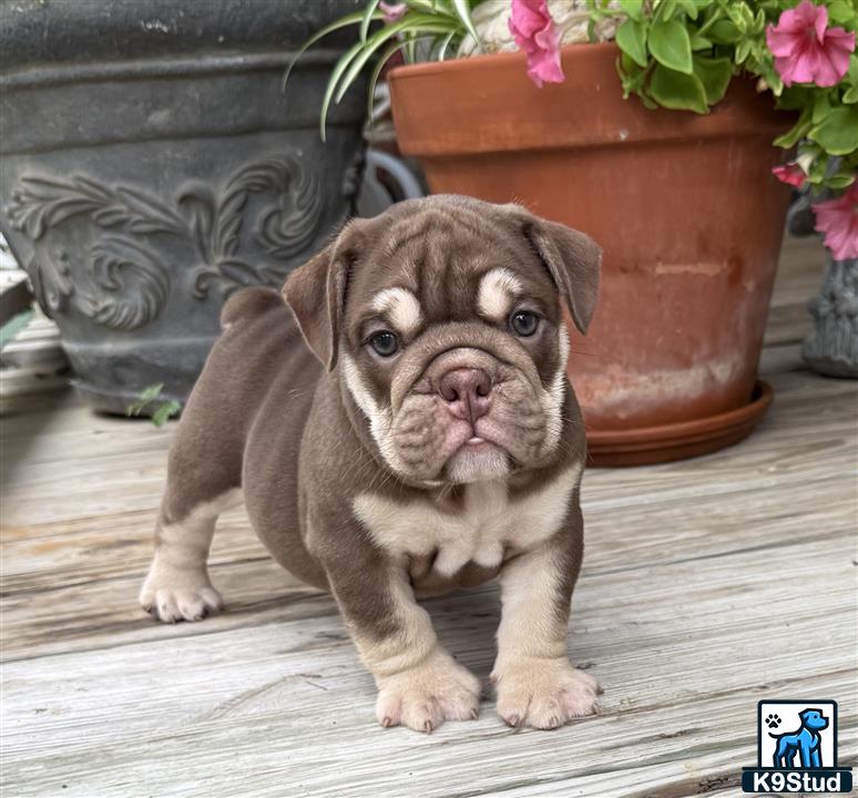a small english bulldog dog sitting on a wood floor