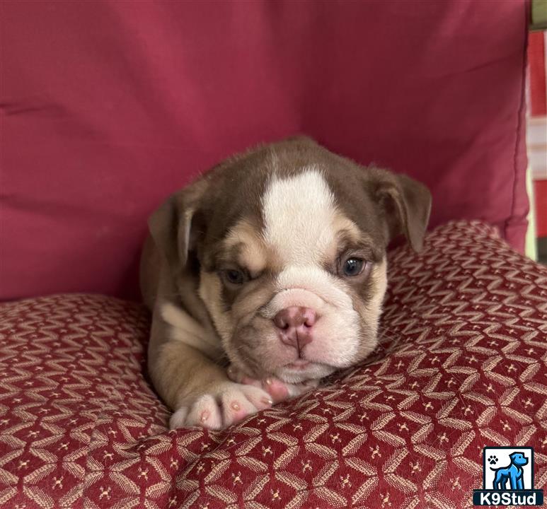 a english bulldog dog lying on a couch