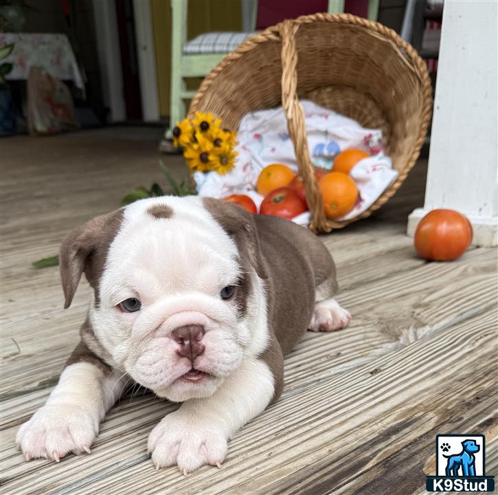 a english bulldog dog lying on the floor next to a basket of pumpkins
