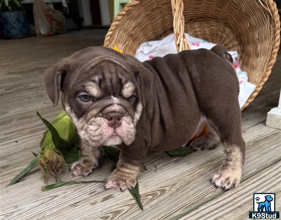 a english bulldog puppy lying on a wood surface