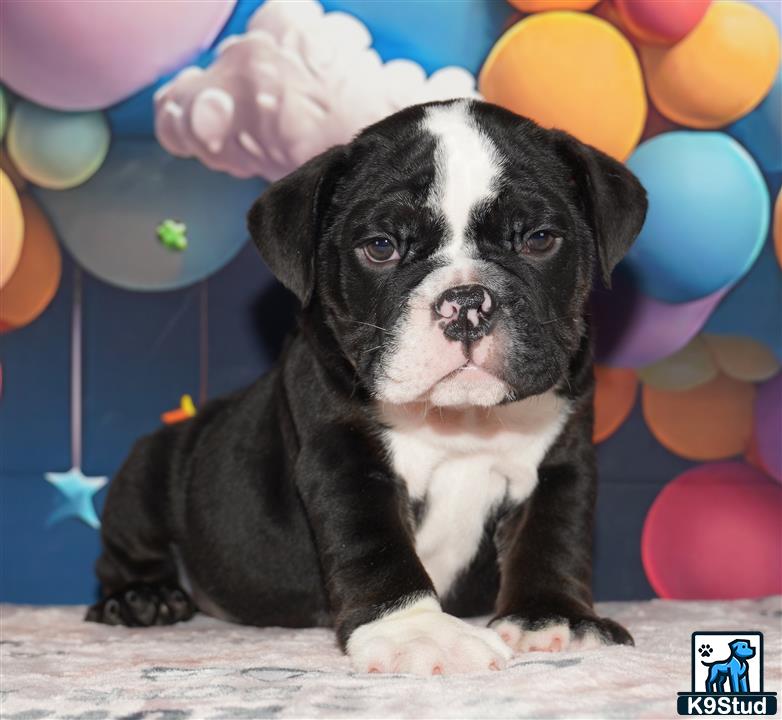 a english bulldog dog sitting on the floor