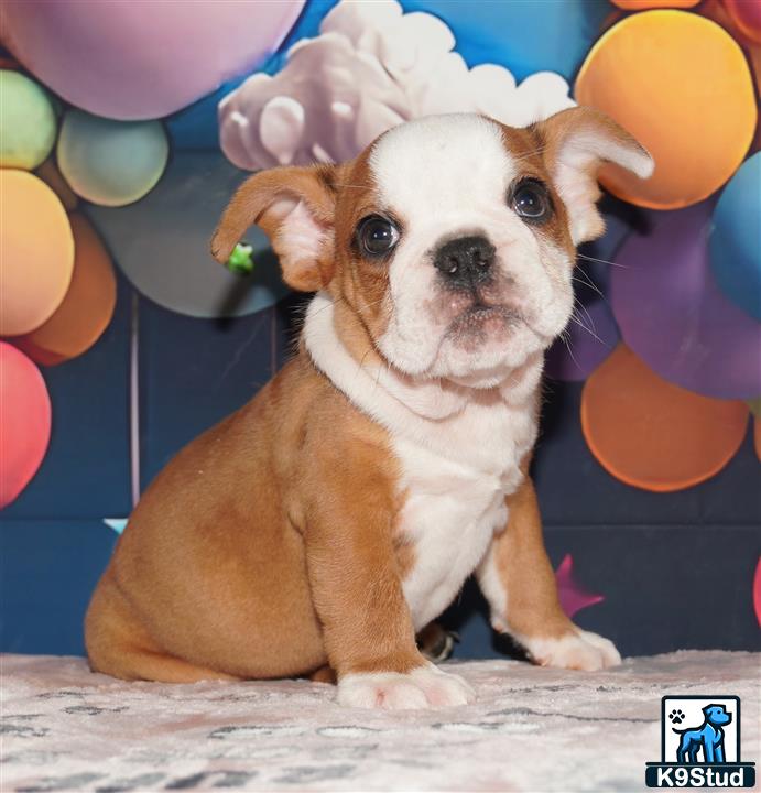 a english bulldog dog sitting on a table with balloons in the background
