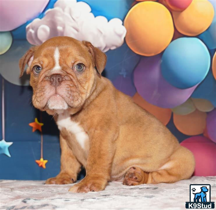 a english bulldog dog wearing a hat