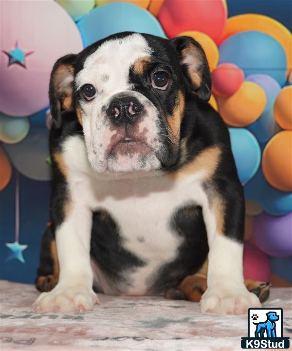 a english bulldog dog sitting on a carpet