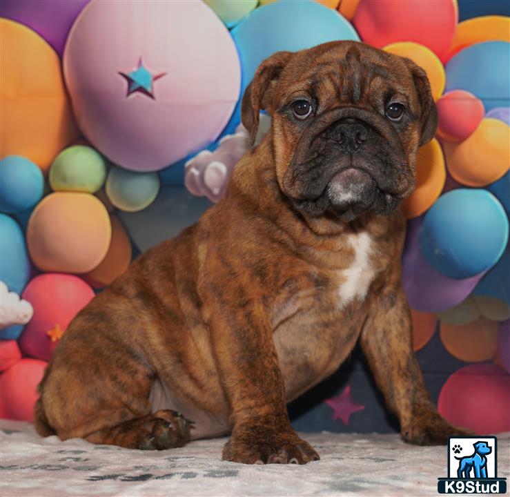 a english bulldog dog with balloons around it