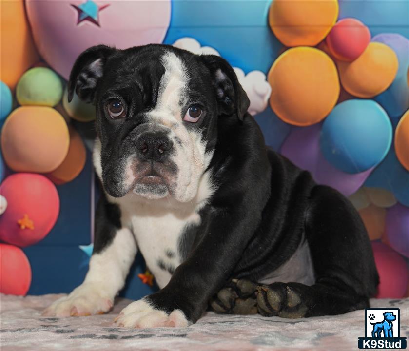a english bulldog dog sitting in front of balloons