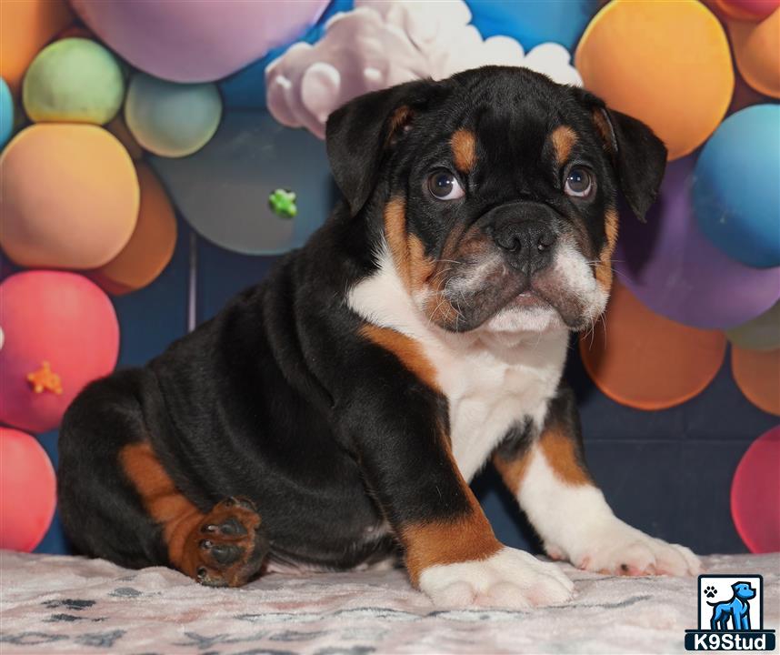 a english bulldog dog sitting in a pile of balloons