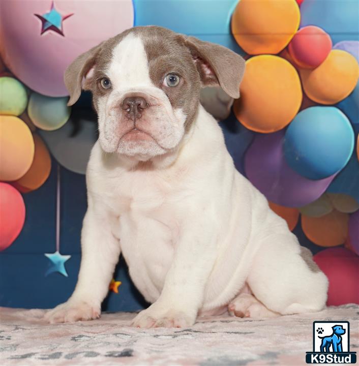 a english bulldog dog sitting in front of balloons