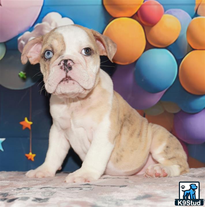 a english bulldog dog with balloons around it