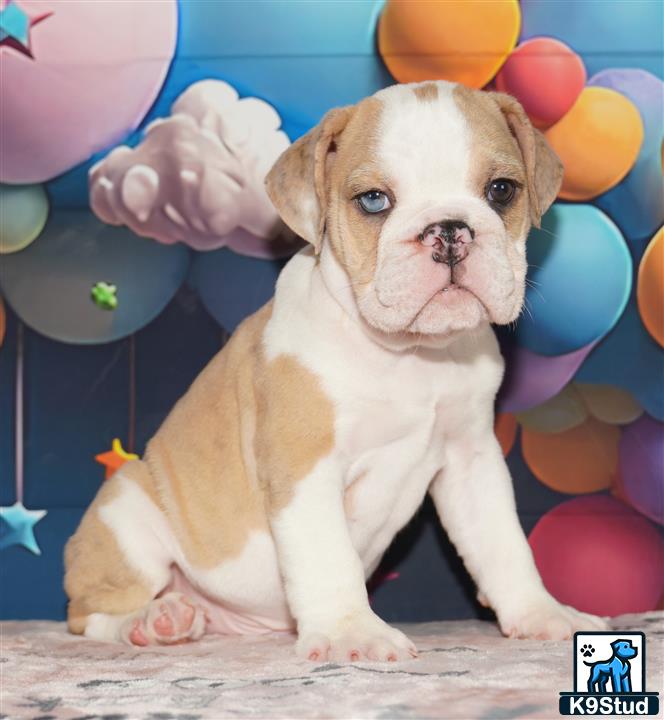 a english bulldog dog with balloons around it