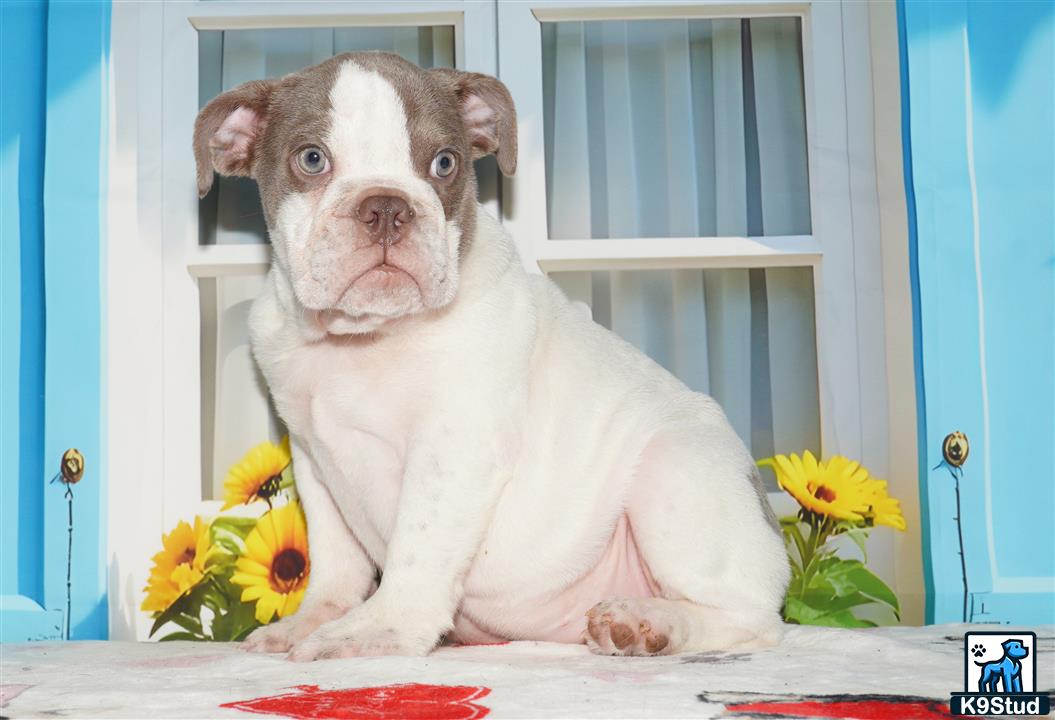 a english bulldog dog sitting on a table