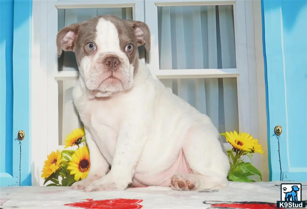 English Bulldog