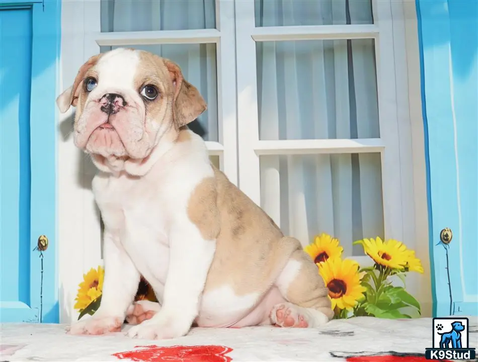 English Bulldog