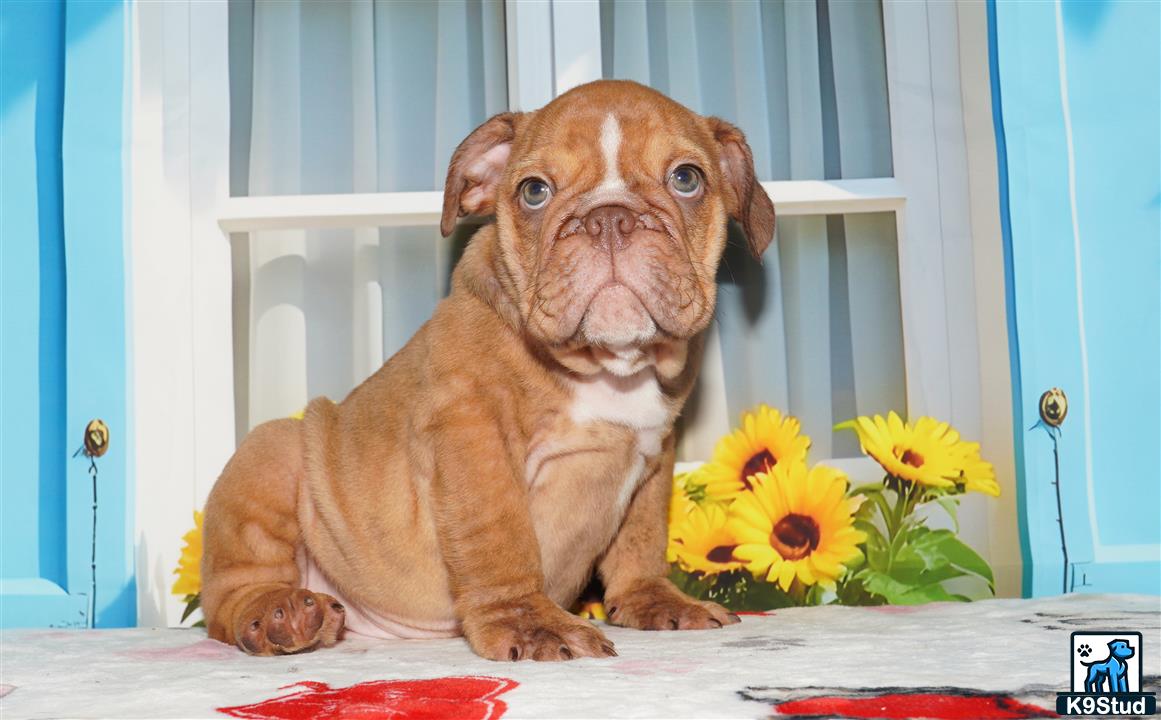a english bulldog dog sitting on a table with flowers