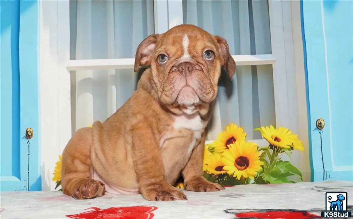 English Bulldog
