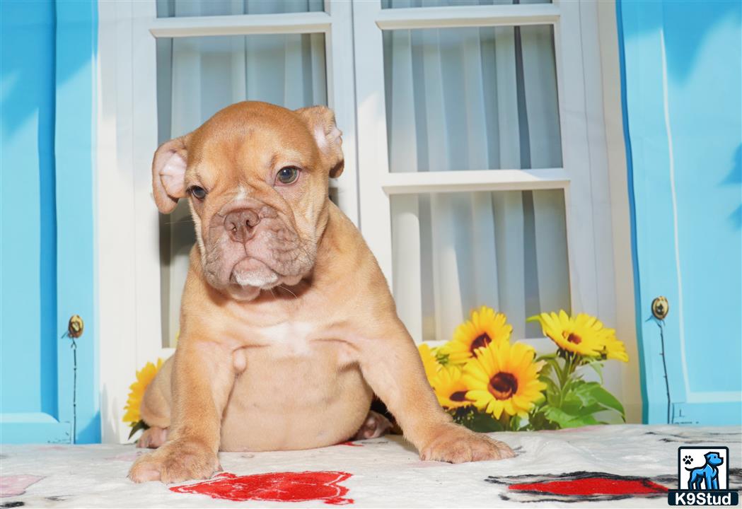 a english bulldog dog sitting on a table