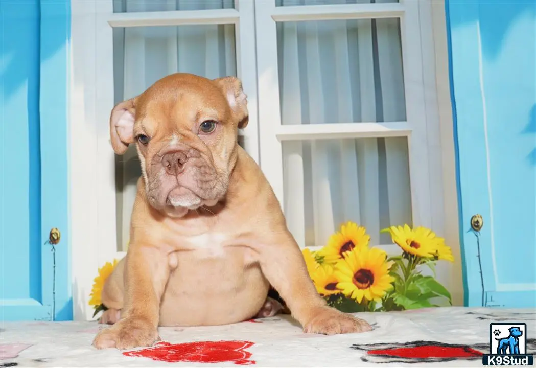English Bulldog