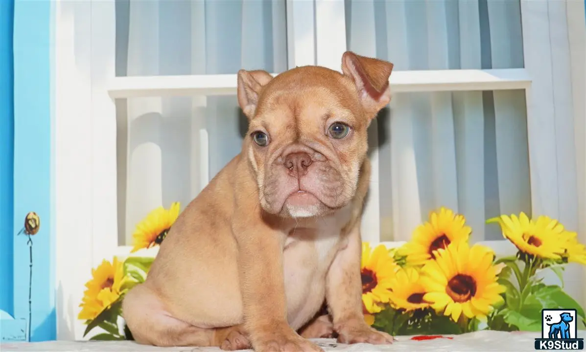 English Bulldog