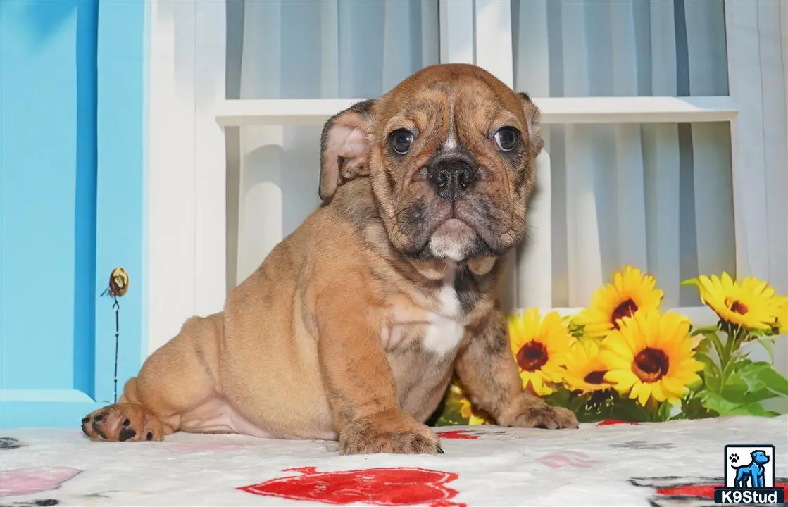 English Bulldog