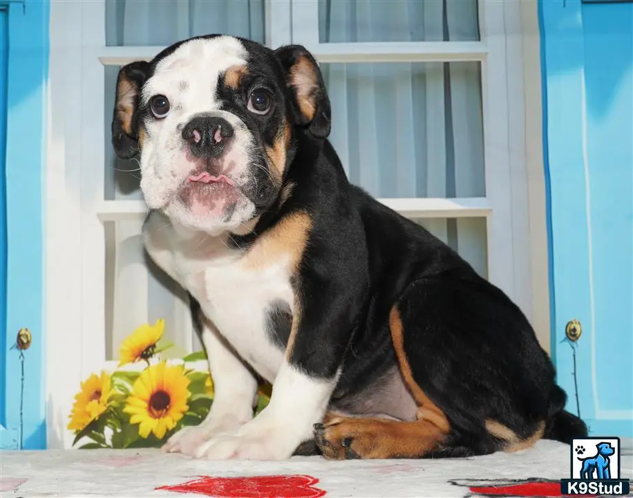 English Bulldog