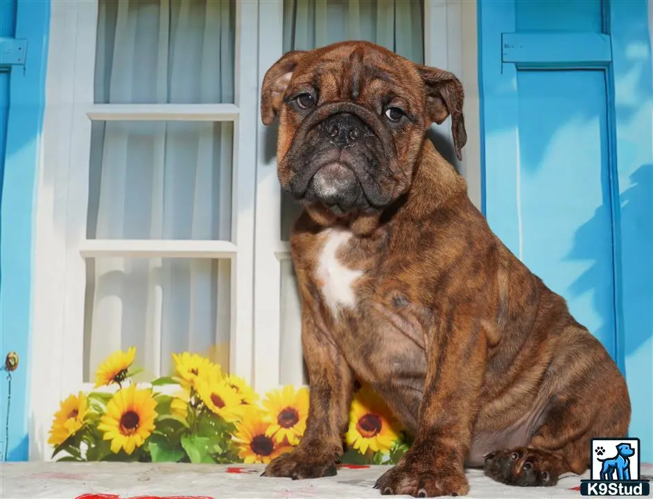 English Bulldog