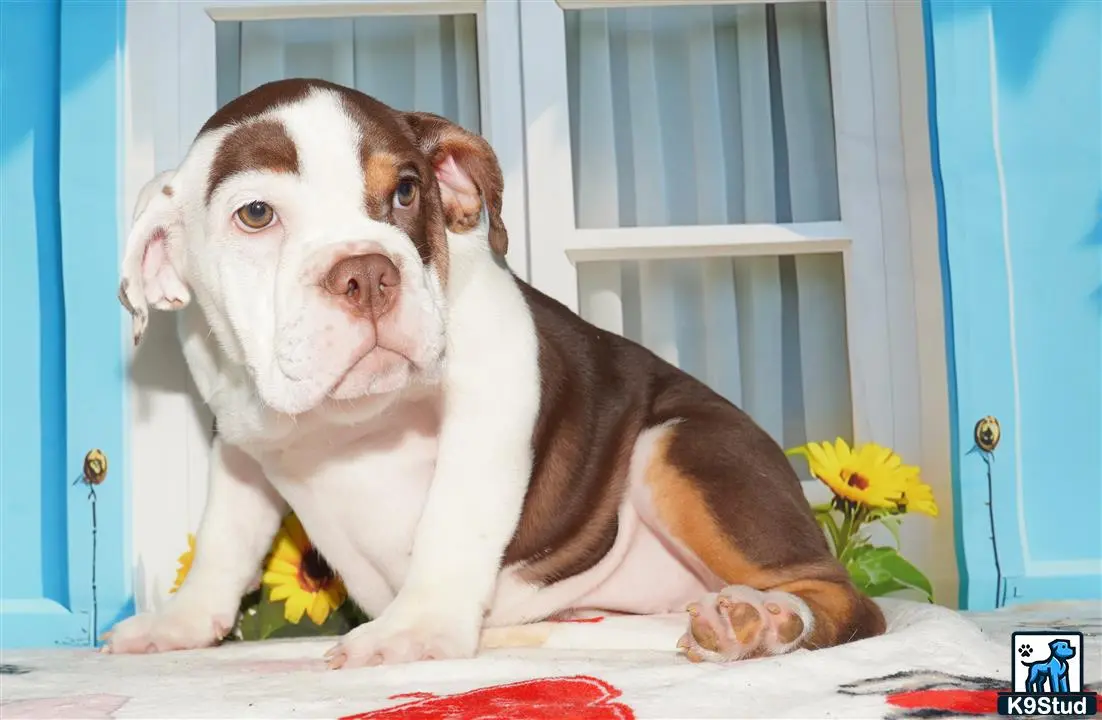 English Bulldog